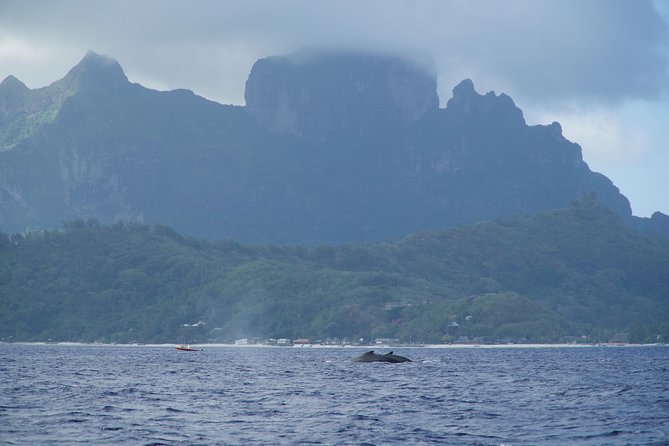Whale Watching Bora Bora - Swimming near whales, with strict limits