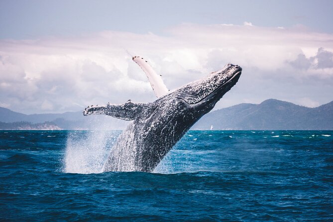 Whale watching DE Tahiti Peninsula - What the $188.27 price includes