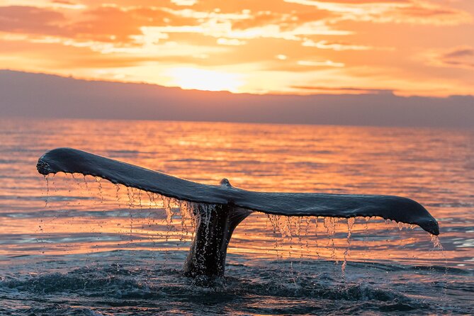 Whale watching DE Tahiti Peninsula - Who will enjoy this tour most