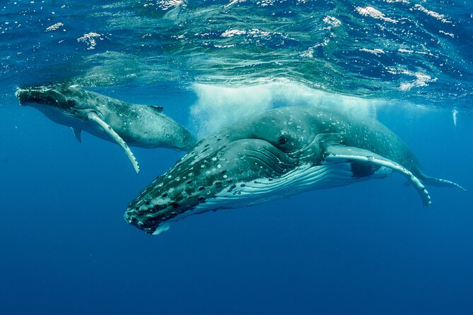 Whale watching DE Tahiti Peninsula - A small boat from Tahiti’s southern peninsula