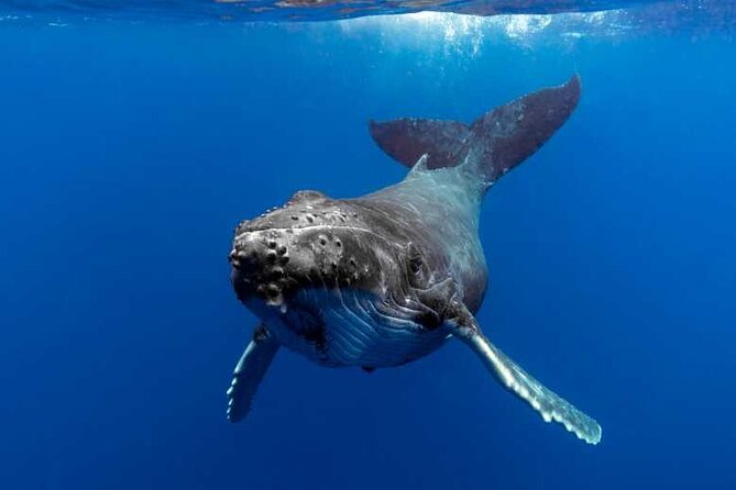 Whale watching in Moorea - Key points before you book