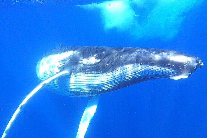 Whale watching in Moorea - Why the humpback season matters in Moorea