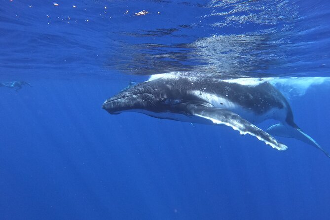 Whale watching in Moorea - Searching the open ocean for humpbacks