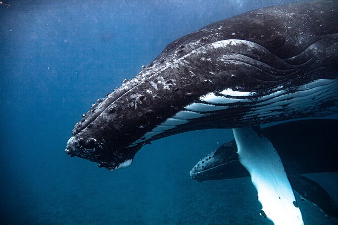 Whale watching in Moorea - What the whale swim feels like in practical terms