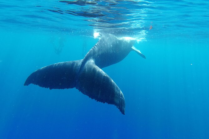 Whale watching in Moorea - How to get the best value from the $194.34 price