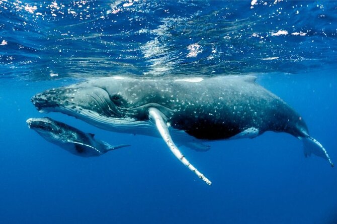 Whale watching in Moorea - Starting at 8:30 a.m. near Temae