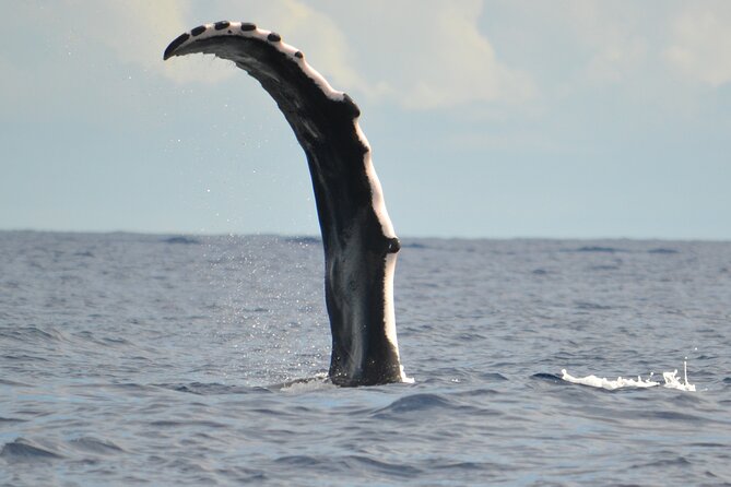 Whale watching in the calm of the peninsula with Tātahi tours - Why the Tahiti peninsula makes a fine whale-watching base