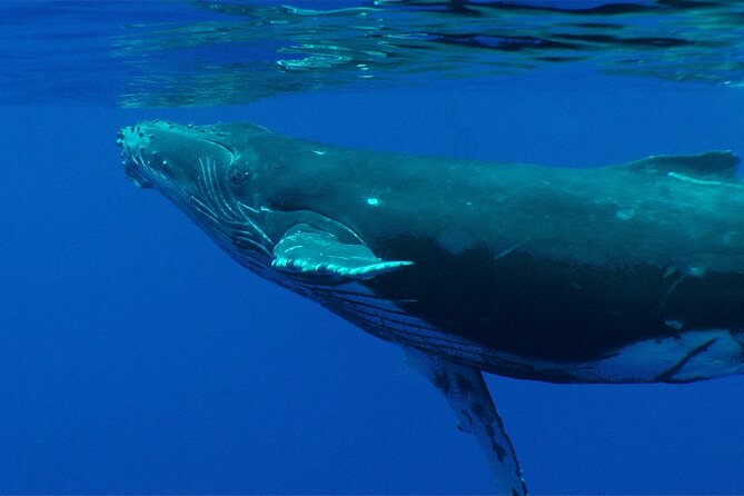 Whale watching in the calm of the peninsula with Tātahi tours - Fenua Aihere and the value of going where roads do not