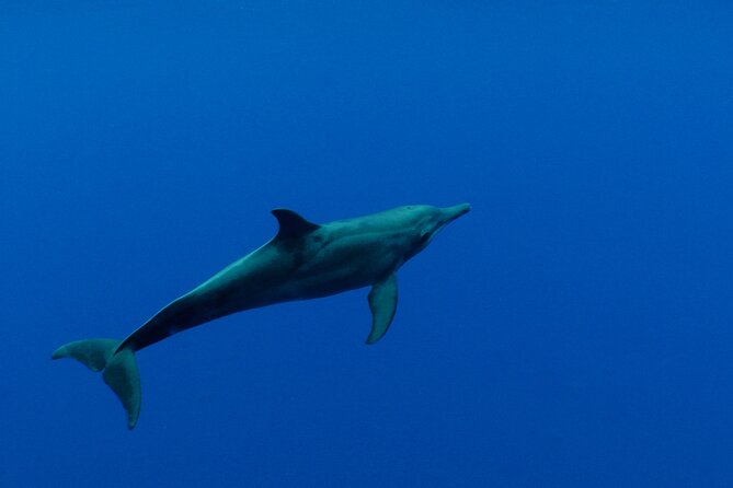 Whale watching in the calm of the peninsula with Tātahi tours - What is included, and what you should bring