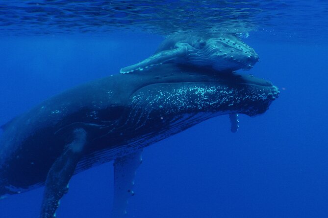 Whale watching in the calm of the peninsula with Tātahi tours - Weather, cancellation, and the need for flexible plans