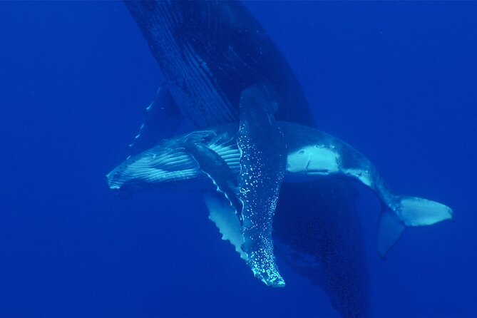 Whale watching in the calm of the peninsula with Tātahi tours - Entering the water with care