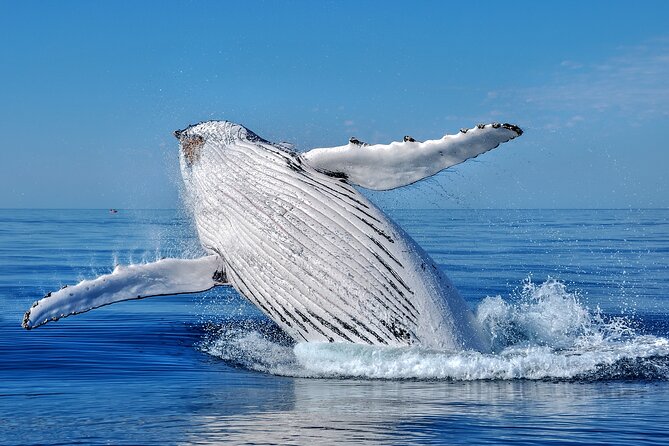 Whale Watching Moorea (non-swimming) - Four hours on Moorea’s open water