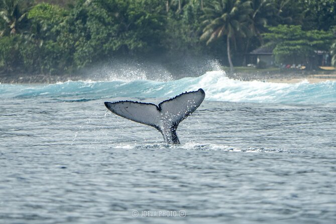 Whale Watching Moorea (non-swimming) - The optional shark and stingray stop