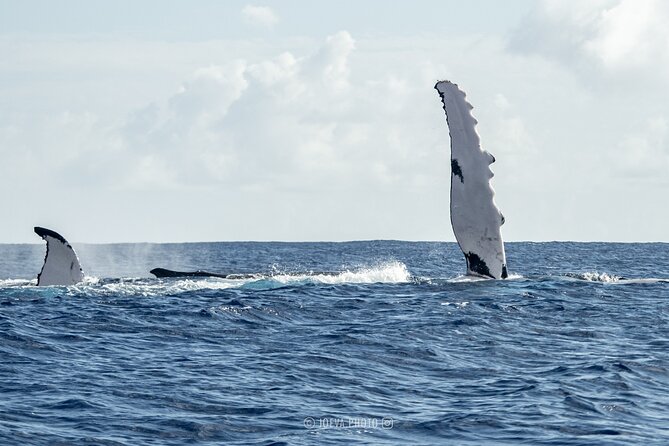 Whale Watching Moorea (non-swimming) - What the small group means on the boat