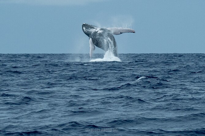 Whale Watching Moorea (non-swimming) - Seasickness deserves serious planning