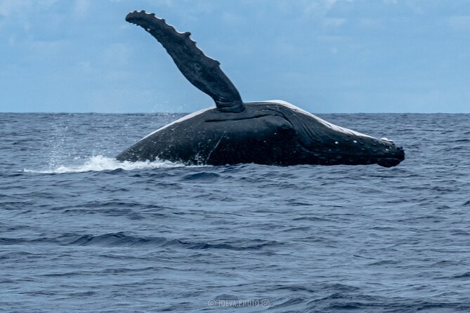 Whale Watching Moorea (non-swimming) - Who should book this Moorea whale tour?
