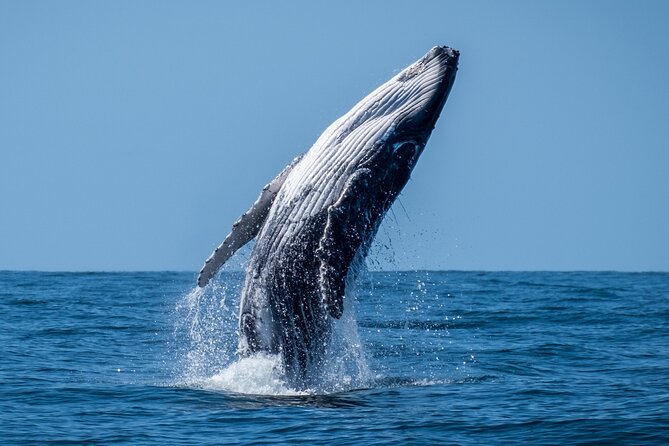 Whale Watching Moorea (non-swimming) - Watching humpbacks without entering the water