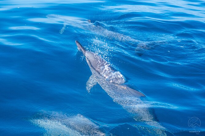 Whale watching on the preserved and quiet coast of Paea (Pk26) - Why Paea and Papara make a good whale-watching base