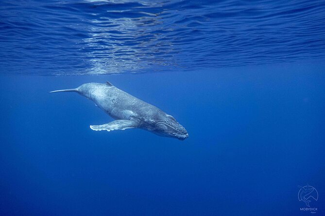Whale watching on the preserved and quiet coast of Paea (Pk26) - Searching for humpback whales between Paea and Papara