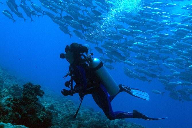 Whale watching on the preserved and quiet coast of Paea (Pk26) - The water entry: exciting, but not a casual swim