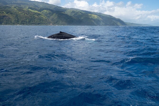 Whale watching on the preserved and quiet coast of Paea (Pk26) - Getting started aboard the Stenella
