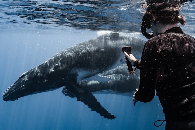 Whale Watching Shared Half Day - How the whale encounter works