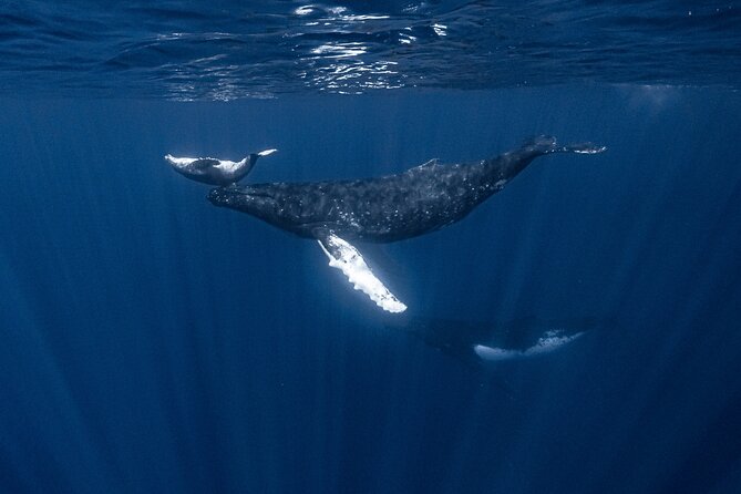 Whale Watching Shared Half Day - The physical side of getting in the water
