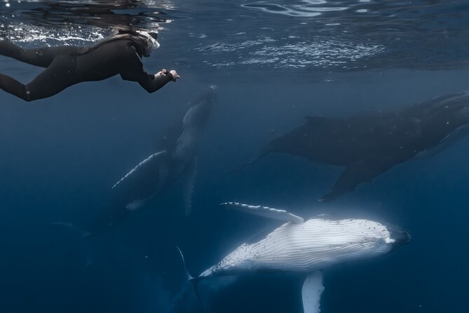 Whale Watching Shared Half Day - Is $270 a fair price?