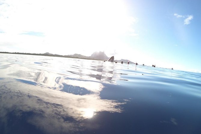 Whale Watching Tours in Bora Bora - A true open-ocean whale search from Bora Bora