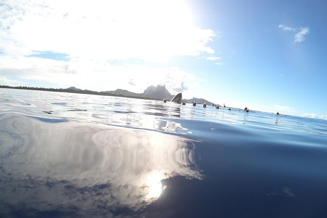 Whale Watching Tours in Bora Bora - Timing, weather, and cancellation details