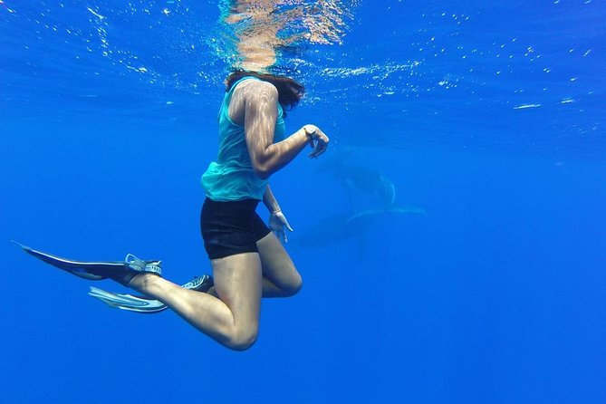 Whale Watching Tours in Bora Bora - What the 3.5-hour itinerary feels like